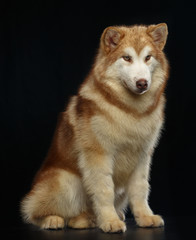 Alaskan Malamute dog on Isolated Black Background in studio