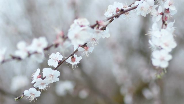 Spring blooming flowers of fruit trees