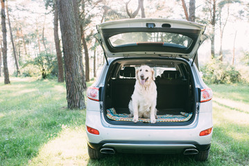 A friendly dog retriver is sitting in the trunk of a white car