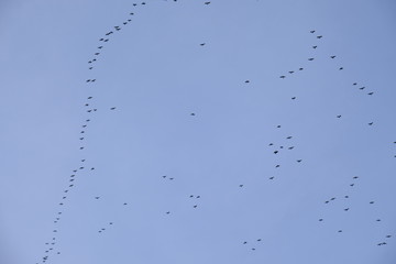 birds in the air