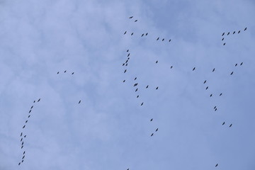 birds with sky