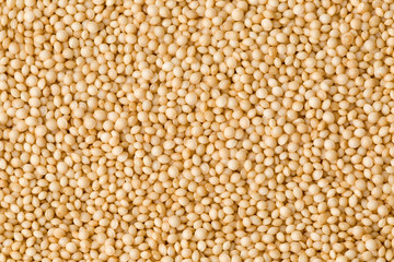 Amaranth grain seeds close up pattern background. Top view. Studio Shot