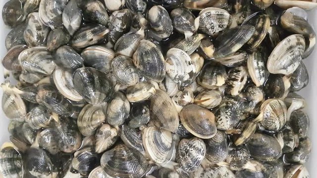 live clams spray water
