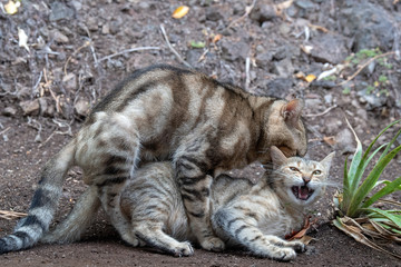 Cats mating close up