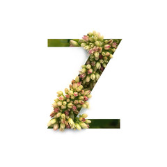 Cut out letter Z with growing plant inside. Part of the alphabet.