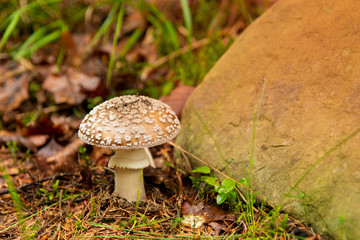 Mushroom-Amanita pantherina. Poisonous mushroom in forest. Autumn
