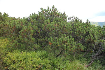 Fototapeta na wymiar Mountain dwarf pine in Low Tatras mountains, Slovakia,