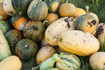 Harvest of pumpkins of different shapes and colors on the bed