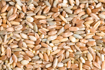 Wheat, rye, spelt, barley and sorghum grain seeds close up pattern background. Top view. Studio Shot