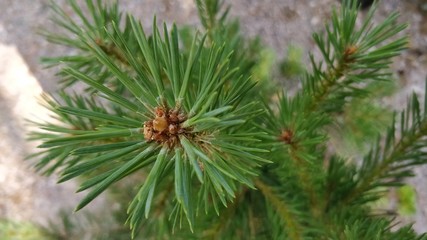 Naklejka na ściany i meble Closeup pine 
