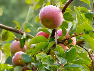 Fruit in an apple tree