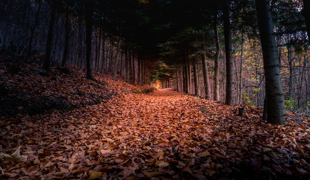 Fototapeta Scary autumn forest with trail. Colorful l Amazing scene with mystical foggy forest. Spooky fairy wood