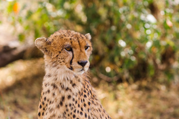 The cheetah looks into the savannah. Masai Mara, Kenya