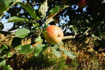 Erntezeit auf dem Land Obst und Getreide