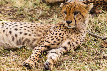 Cheetah resting in the savannah. Masai Mara, Kenya