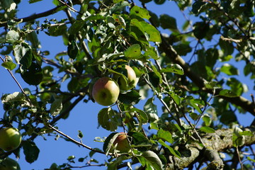 Erntezeit auf dem Land Obst - Apfel