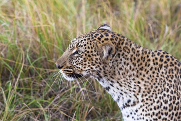 Head of a leopard close-up. Masai Mara, Kenya