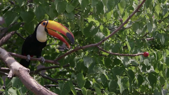 Toucan hops through tree branches to collect food for its young.