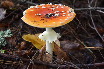 mushroom in the forest