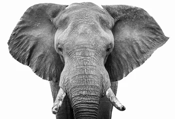 Fototapeten Elefantenkopf schwarz-weiß erschossen © Sheldrickfalls