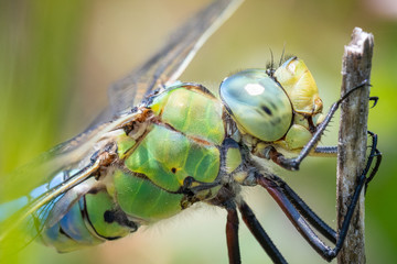 libellule gros plan © oli6790