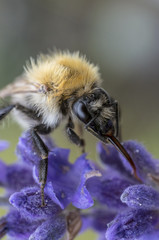 Hummel makro