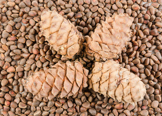 pine nut and cone