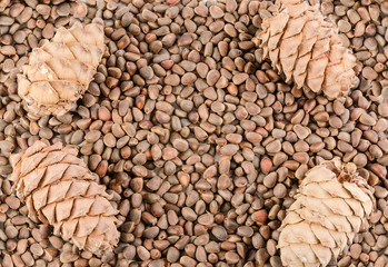 pine nut and cone
