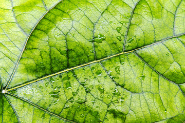 Naklejka na ściany i meble green leaf texture with large veins