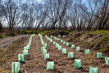 Newly planted native trees are protected with tree guards along a cycle way in New Zealand