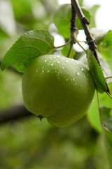 Green apples on branch ready to be harvested