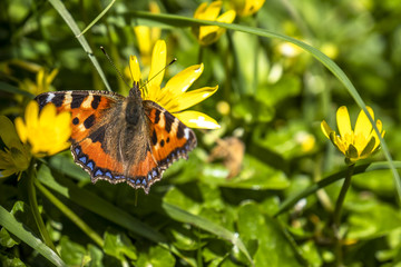 Close-up of Aglais urticate, small totoiseshell,sitting on buttercup