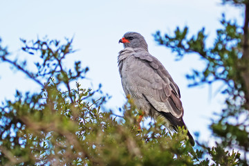 Southern Pale Chanting Goshawk perching on tree