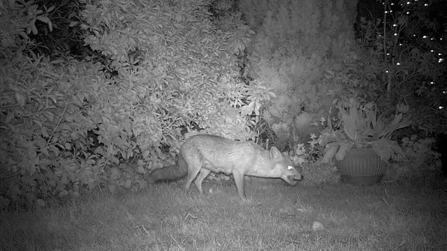 Fox feeding in urban garden with wildlife night view camera.