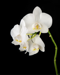Naklejka na ściany i meble White Phalaenopsis orchid flowers on black background.