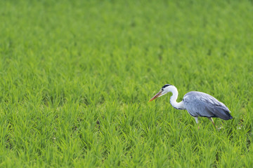 田んぼとアオサギ
