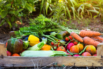 Organic vegetables from the home garden - carrots, tomatoes, peppers, zucchini and eggplant in a...