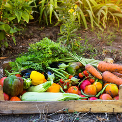 Organic vegetables from the home garden - carrots, tomatoes, peppers, zucchini and eggplant in a wooden box among the greens. Raw healthy food concept
