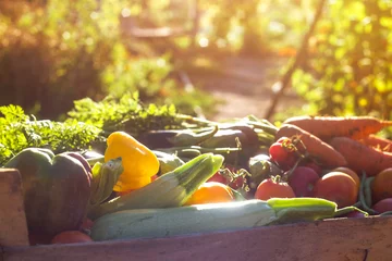 Abwaschbare Fototapete Gemüse Bio-Gemüse aus dem heimischen Garten - Karotten, Tomaten, Paprika, Zucchini und Auberginen in einer Holzkiste zwischen den Grüns. Rohes gesundes Lebensmittelkonzept. Nahaufnahme