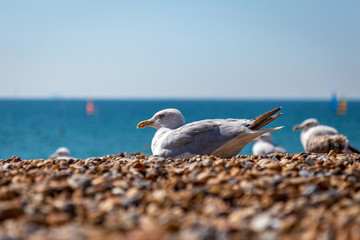 Seagull resting on the beach