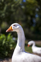 Wei&szlig;e G&auml;nse am Bauernhof. White geese on a farm.