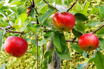drei reife Äpfel am Baum