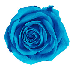 Fototapeta na wymiar flower cerulean (blue) rose isolated on white background. Close-up. Nature.