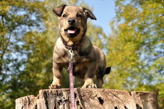 haushund-5-692-adobe-stock