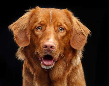Nova scotia duck tolling retriever, New Scotland Retriever, toller dog on Isolated Black Background in studio