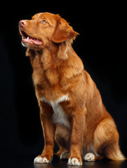 Nova scotia duck tolling retriever, New Scotland Retriever, toller dog on Isolated Black Background in studio