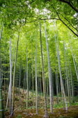 Fototapeta na wymiar Foresta di Bambù, kyoto