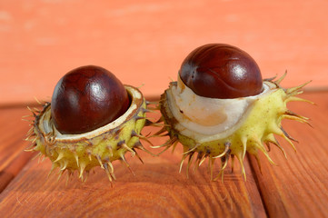 Open chestnuts in shell on a wooden background