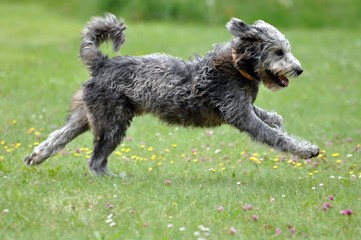 Haushund beim Spielen