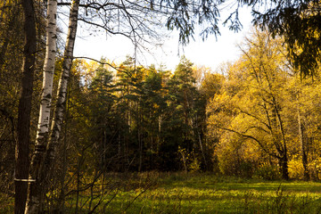 golden autumn. a sunny day in a park. golden, yellow and green trees.